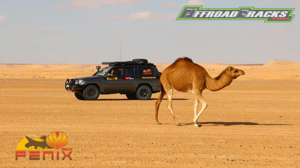 NEW Fenix Rally 2020: Die ersten Details sind bekannt â Teil 1 / The first details are known