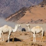 Dakar 2024 – Stage 11 © A.S.O-21