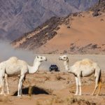 Dakar 2024 – Stage 12 © A.S.O-330
