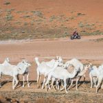 Dakar 2024 – Stage 8 © A.S.O-78